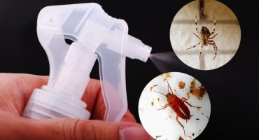 Prirodan sprej protiv žohara i pauka: Više neće ulaziti u kuću