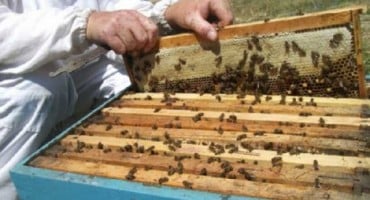Kupres: Obavijest za pčelare