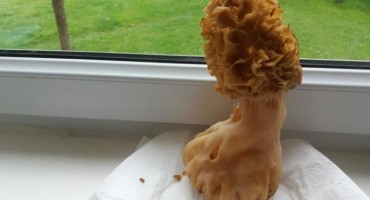 Tomislavgrad: Ubran smrčak- kapitalac