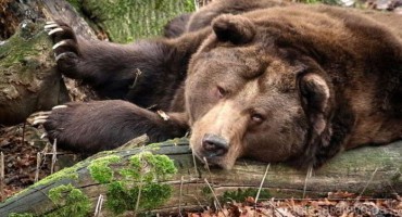 Katastrofa u BiH: Lešinari iščezli, izumiru orlovi, ugroženi ris, medvjed i vuk