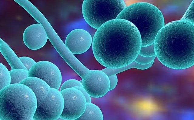 Zaraženo više od 600 ljudi: Smrtonosna gljivica otporna na lijekove širi se bolnicama