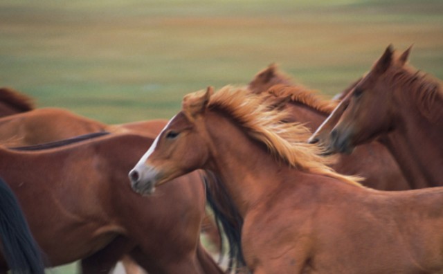 U Hercegovini ubijena dva divlja konja