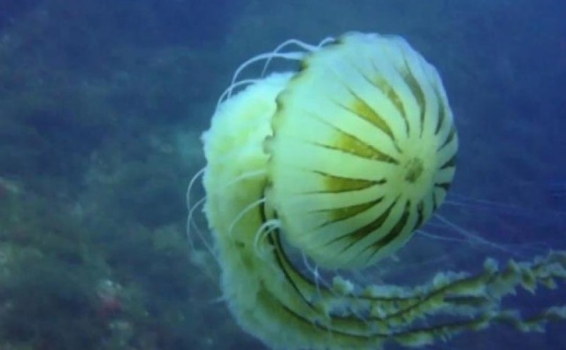 U Jadranu se pojavila opasna kompas meduza