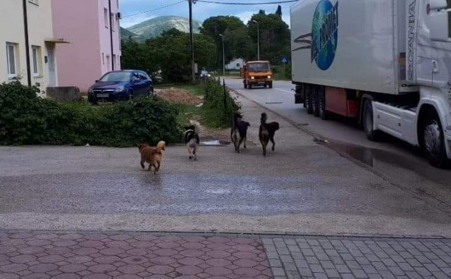 Buna, psi, psi, Mostar