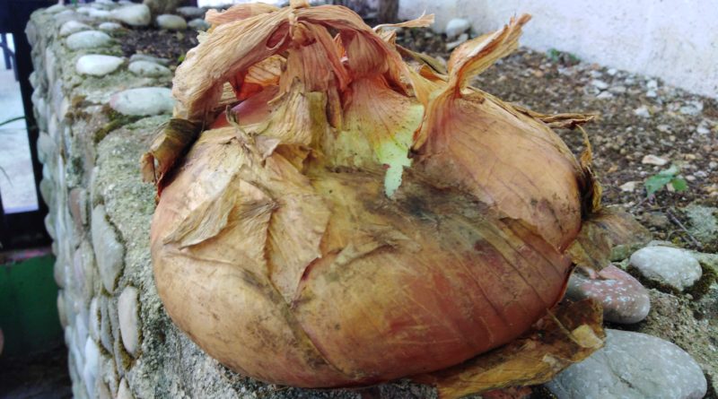 Na imanju kod Mostara glavica luka teška preko kilogram