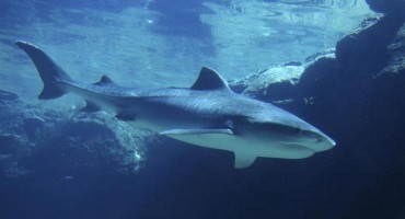 MORSKI PSI U JADRANU Tri su vrste opasne, a stručnjak savjetuje što učiniti ako dođete u susret s njim