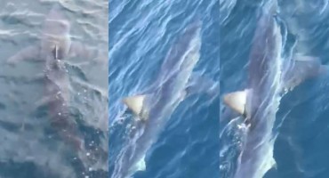 Kod Makarske snimljen morski pas