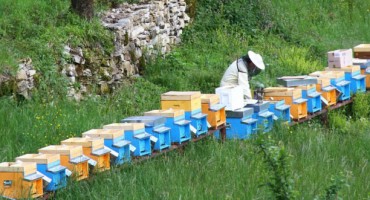 Kongres - Standardizacija kvalitete meda i apiterapija, šanse za bh. pčelarstvo