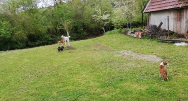 Livno: Treća izložba udomljenih pasa i mješanaca