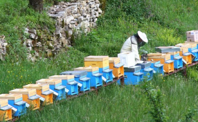 Kongres - Standardizacija kvalitete meda i apiterapija, šanse za bh. pčelarstvo