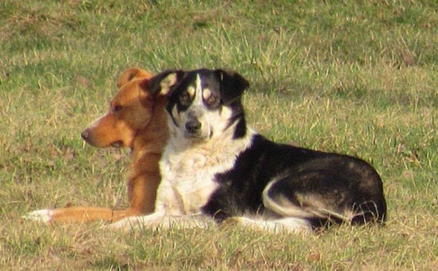 HNŽ:  Besplatne sterilizacije i kastracije vlasničkih pasa i pasa lutalica
