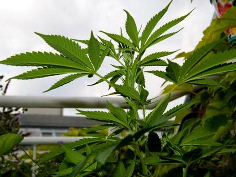marihuana