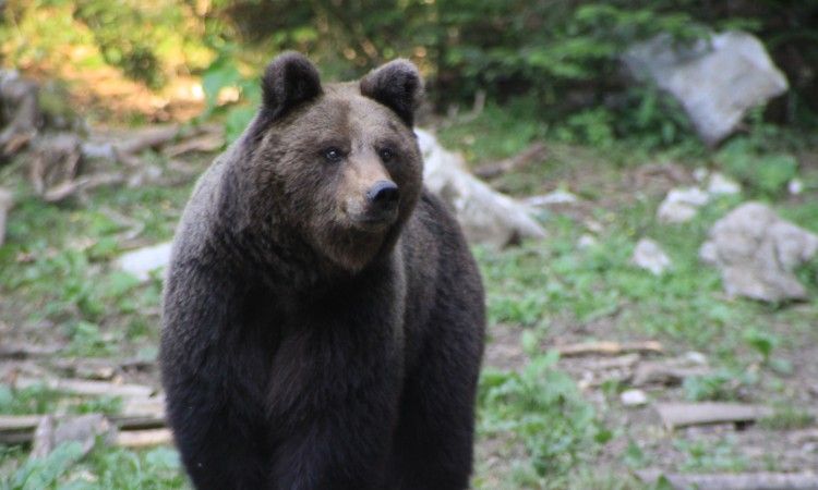 Muškarcu medvjed otkinuo stopalo i dio potkoljenice