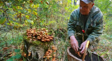 Pazite ako berete gljive: Najotrovnija zelena pupavka, a najmanje otrovna muhara