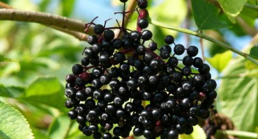 Muškarac otkrio nevjerojatno iskustvo: Ova biljka me spasila od raka