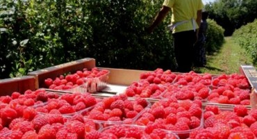 Suša smanjila prinose malina  za 30 posto, malinari traže veću podršku