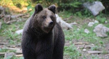 Muškarcu medvjed otkinuo stopalo i dio potkoljenice