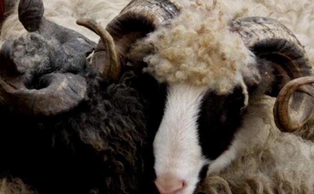 Tomislavgrad: Q groznicom zaraženo 275 ovaca