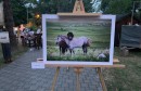 divlji konji, Izložba, Livno