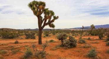 SAD, jošuino drvo, klimatske promjene