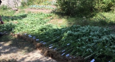 lake droge, drogiranje, marihuana