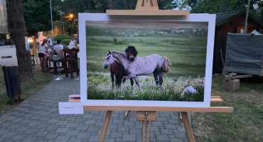 Humanitarna izložba: Fotografije divljih konja iz Livna će vas ostaviti bez teksta