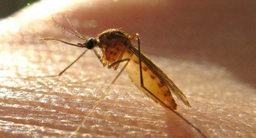 Virusna bolest koju prenose komarci stigla u Srbiju: Umrla prva žrtva groznice zapadnog Nila