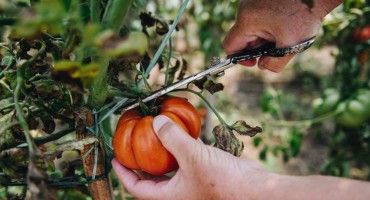 osobe s invaliditetom, sjetva, poljoprivrednici, poljoprivreda, povrće, voće, krumpir