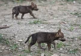 Slovenski seljaci zbog napada vukova i medvjeda traže ostavku ministra