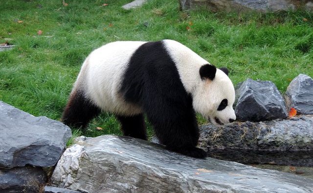  Divovska panda na svijet donijela dvoje preslatkih mladunaca i iznenadila osoblje ZOO-a