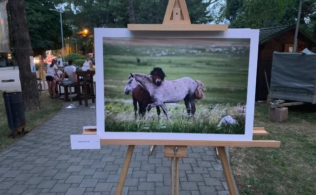 divlji konji, Izložba, Livno