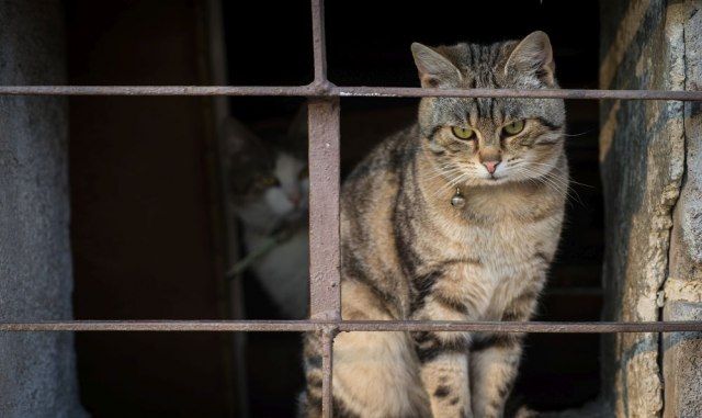 Preko mačke pokušali unijeti mobitel u zatvor