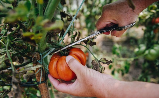 osobe s invaliditetom, sjetva, poljoprivrednici, poljoprivreda, povrće, voće, krumpir