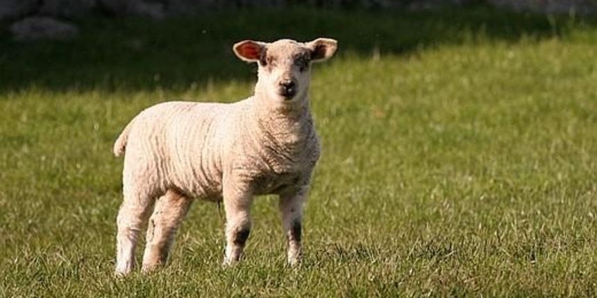 U Rami pokušali ukrasti janje, oduzet im neregistrirani Yugo