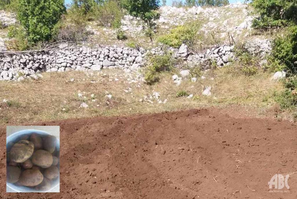 Lopovi mu na Bilima iskopali i odnijeli 500 kilograma krumpira, njemu ostavili svega jednu kantu