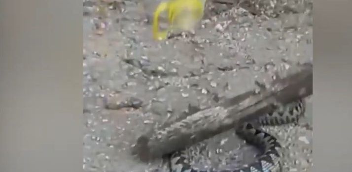 Neustrašivi Hercegovac strpao poskoka u bidon i odnio kući