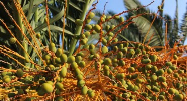 Zbog proizvodnje palminog ulja nestalo gotovo 40 posto šuma na Borneu