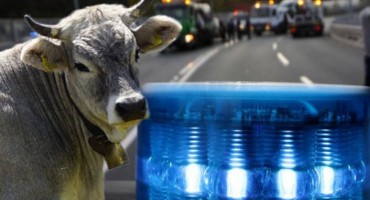 Bik dotrčao iz susjednog sela i napao Audi