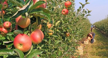 branje jabuka, slavonski voćnjak