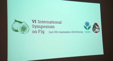 Proizvođači smokve traže subvencije za nove nasade (VIDEO)