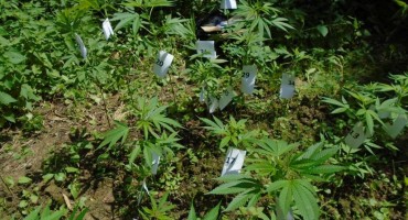 UZGAJAO NA BUNI MARIHUANU 'Sejo' ide u jednomjesečni pritvor