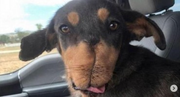 Potresna snimka: Psu stavili petardu u usta i onda mu svezali vilicu