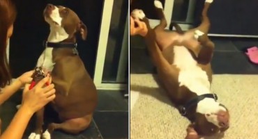 pit bull, Pas, video, zabava