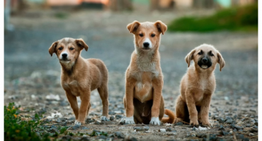 Upozorenje za Mostar: U parku bačen otrov za pse