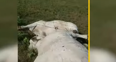 Bizarna nesreća: Grom udario jednu kravu, elektricitet preko ograde ubio cijelo stado