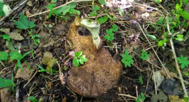 Pronađeni posmrtni ostaci najmanje jedne žrtve proteklog rata
