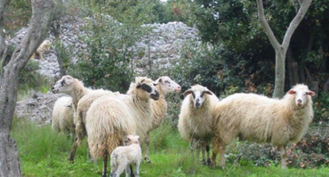 Mladić iz Ljubuškog ostao na rodnoj grudi baviti se poljoprivredom