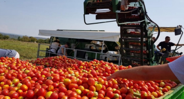 Hercegovina, industrijska rajčica
