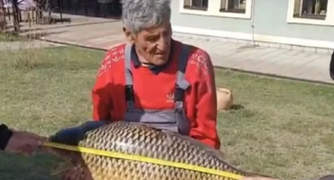 apatin, šaran , josip šuvak