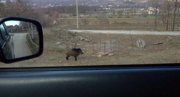 Udario u divlju svinju pa razbio autobus
